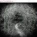 20% OFF Dark Forest Photograph "Grimm Path" Fine Art Nature Photography - Vintage Fairytale Print