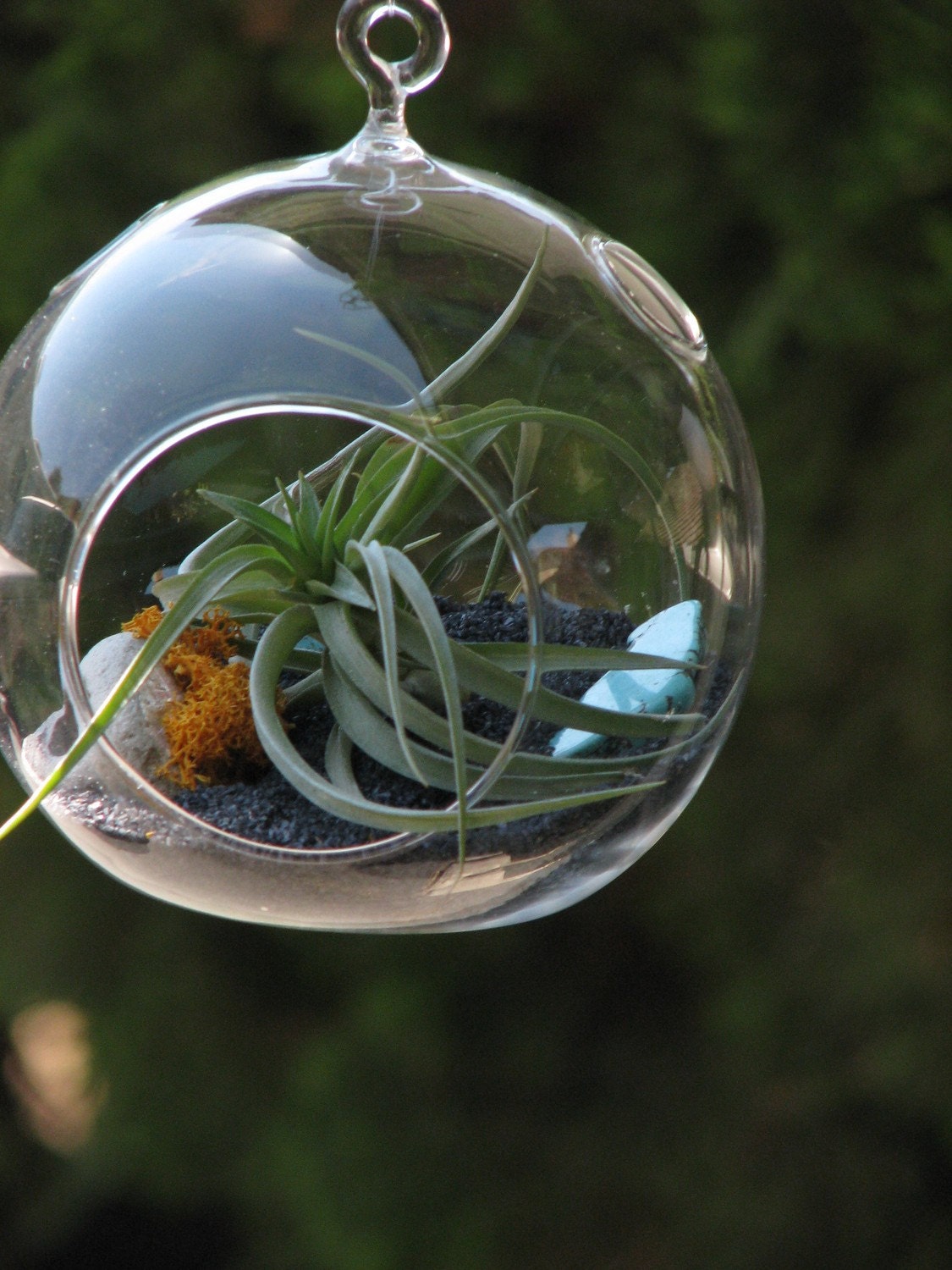 Dreamscape Airplant Terrarium
