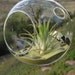 Deep Green Sea Airplant Orb