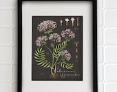 Valerian print 8.5x11 - Botanical collection - flower plant herbs