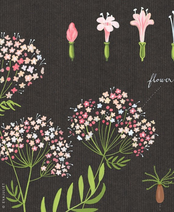 Valerian print 13x19 - Botanical collection - flower plant herbs