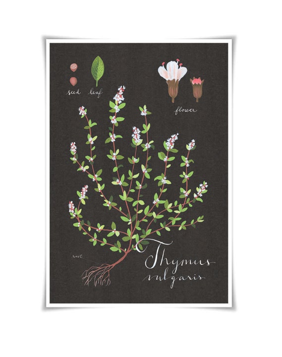 Thyme print 13x19 - Botanical collection - flower plant herbs -