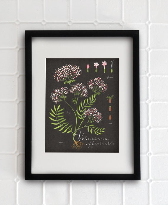 Valerian print 8.5x11 - Botanical collection - flower plant herbs