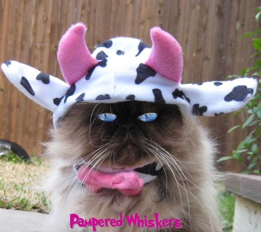 Mad Cow  cat hat