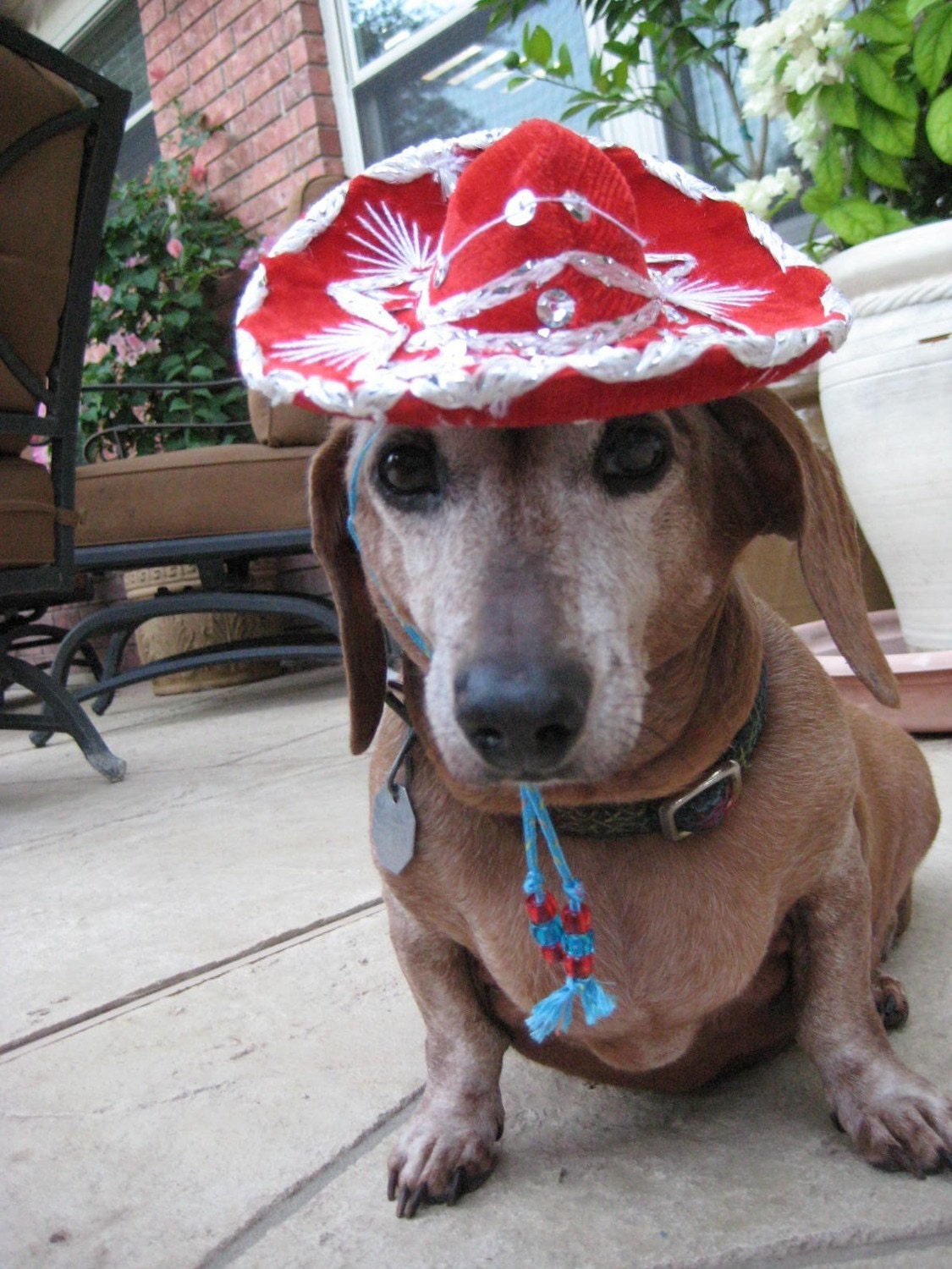 Star Spangled miniature sombrero dog 8x12" photographic print benefitting rescue