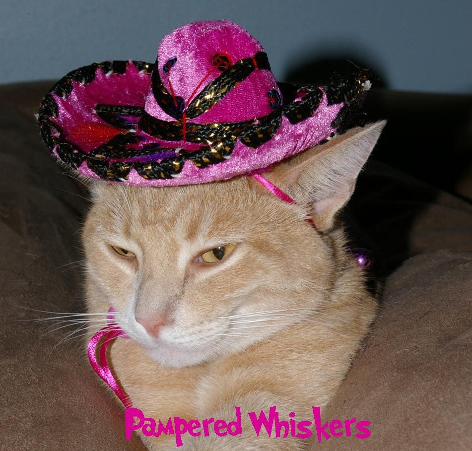 Fiesta Fuchsia Sombrero cat  8x12" photographic print benefitting rescue
