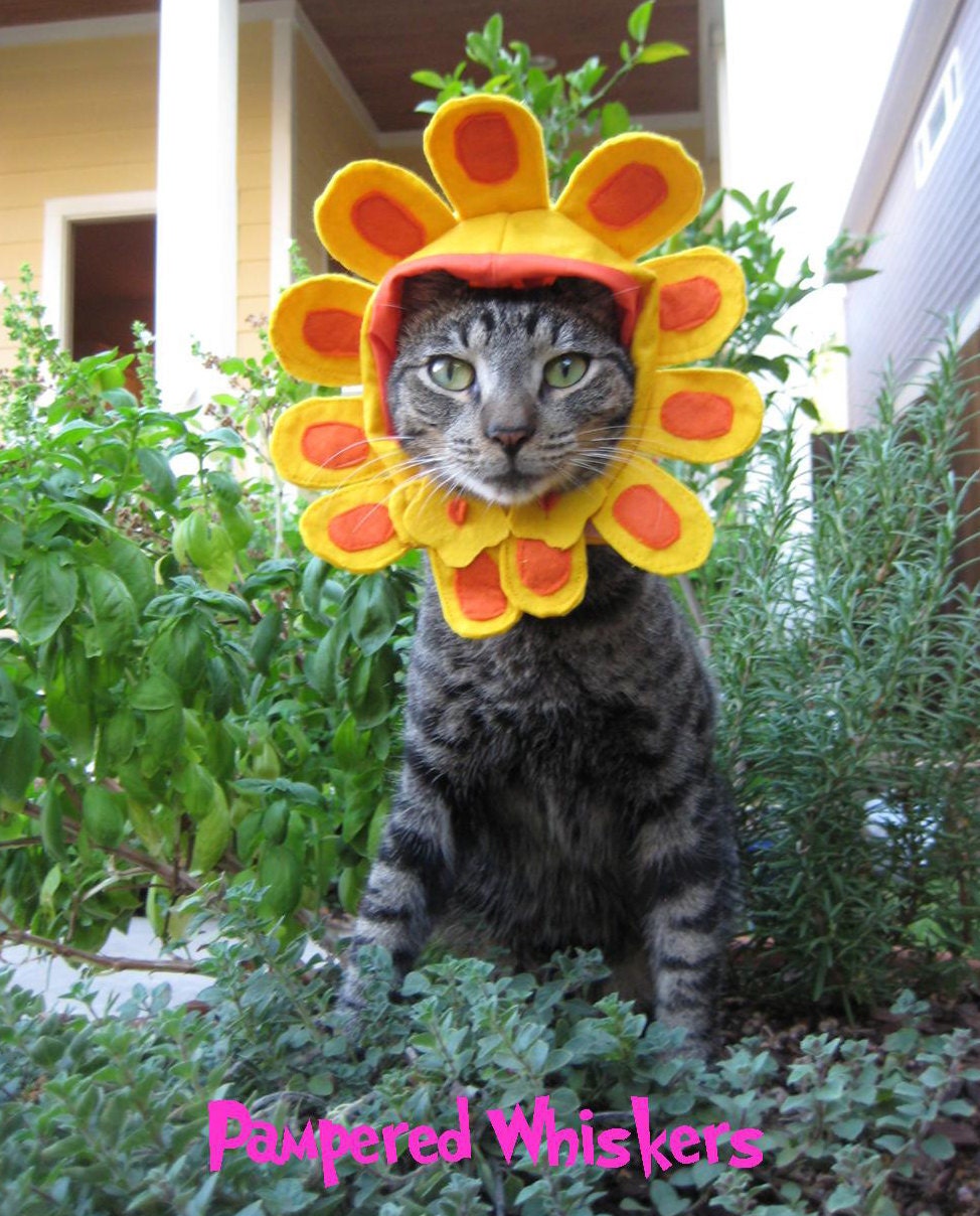 Late Bloomer flower hat for cats and dogs