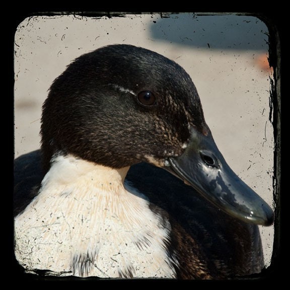 TTV Photo, duck portrait, black and white, 8x8 fine art print, nature, wildlife photography