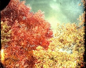 Home Decor Photograph,  Fine Art Print, Surreal Autumn Colors, Red, Gold, TTV, 8x8