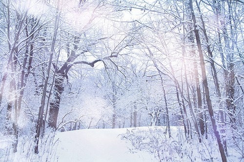 Winter Nature Photo, Snowy White Frozen Dreamy Forest, 8x12 photograph