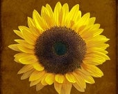 Sunflower Nature Photo, Modern Home Decor, Yellow Flower, 8x8 Fine Art Print