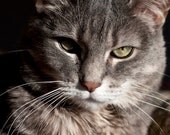 Cat Portrait Photograph, Green Eyes, 8x8 Portraiture Pet Photography, Animal Photo, Cute Feline, Emerald, Grey, Black, Pink Nose