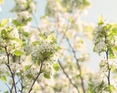 Modern Home Decor Photo, White Spring Blossom Photograph, 8x8 print, Nature Photo, Wall Decor