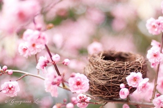 Nature Photography - Spring Plum Blossoms with Bird Nest, Romantic Pink Wall Decor