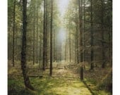 Thetford Forest 5 - 8x10 Polaroid Print