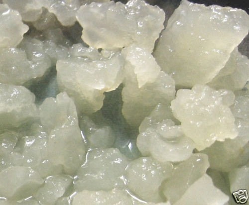 LIVE Organic WATER KEFIR Grains (aka Crystals, Tibicos)
