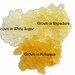 LIVE Organic WATER Kefir Grains Set w/ Strainer, Recipes, PICTURE Guide