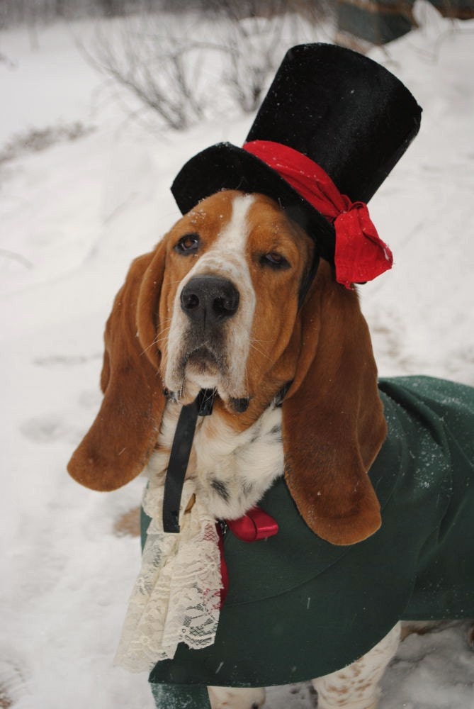 Custom Victorian Ringbearer Dog Pet Costume outfit for LARGE DOG