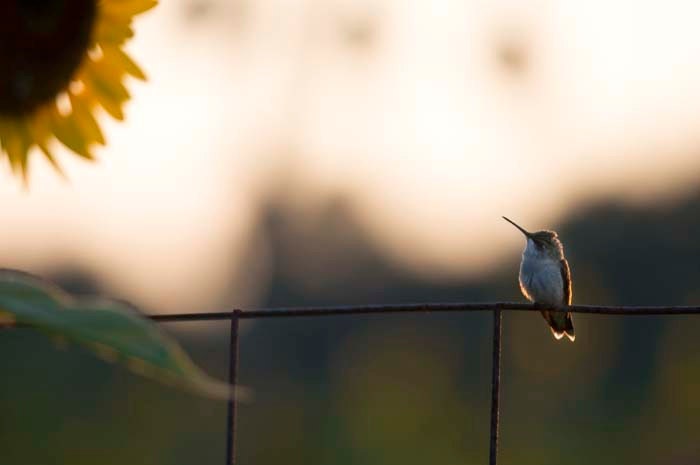 Hummingbird titled Big Flower Little Bird  -- 11x14" Photography by Hazel Berger