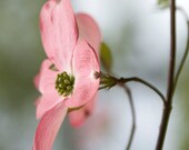 Flower Photo of a Peach Flowering Dogwood titled Slow Dance --  matted 11x14" on Fine Art Paper matted