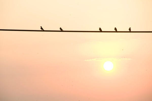 Memphis Sunset titled Five Birds on a Wire -- 11x14 original fine art photograph by Hazel Berger