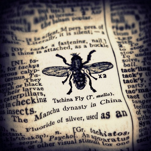 Fly Paper 8x8 square Fine Art Photograph Print