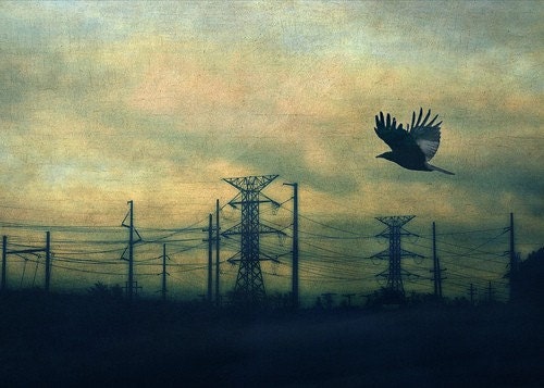 Crow Power 16x20 Photography Print