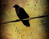 Bird On A Wire 8x10 Fine Art Photography Print