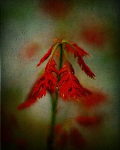 Nature Photography - Red Head 8X10 Fine Art Photographic Print
