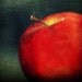 Red Spice  8x10  Photography Print