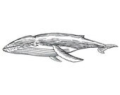 Unmounted Rubber Stamp - Big Whale