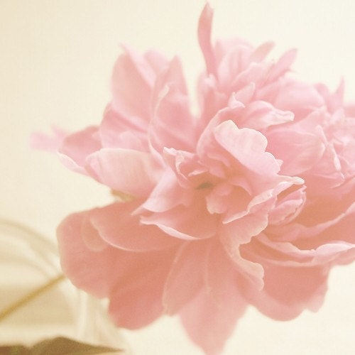 gift under 50 Flower photography flower photograph 8x8 nursery decor pastel pink peony shabby chic fine art spring home decor