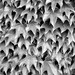The Pattern of  Nature, 8x12 Ivy Covered Wall at Biltmore in Asheville NC