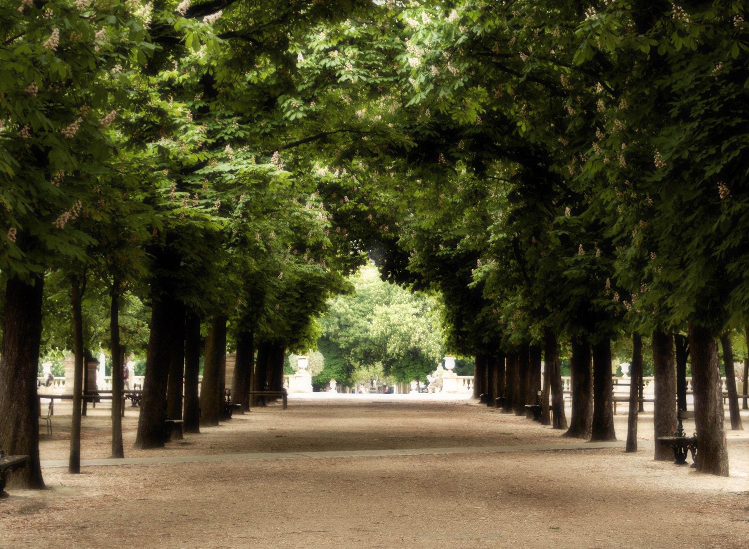 Paris Photograph - A Garden Dream- 8x10 Print