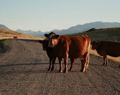 Western Photograph - Open Range- 8x10 Fine Art Photograph