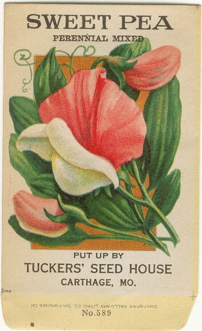 Vintage Flower Seed Packet Tuckers Seed House Lithograph SWEET PEA (Carthage, Missouri)