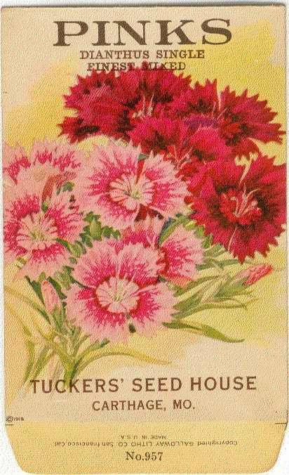 Vintage Flower Seed Packet Tuckers Seed House Lithograph PINKS (Carthage, Missouri)