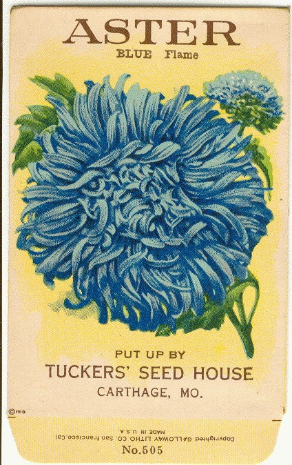 Vintage Flower Seed Packet Tuckers Seed House Lithograph Aster (Carthage, Missouri)