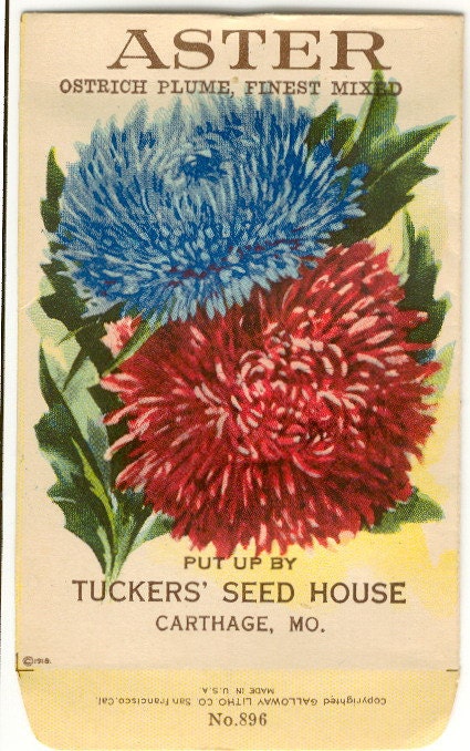 Vintage Flower Seed Packet Tuckers Seed House Lithograph ASTER Carthage, Missouri