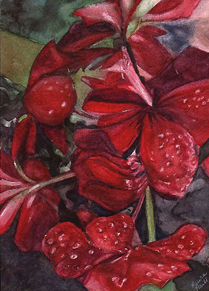 Red Geranium Flower Reproduction Print- Close-up Watercolor -Realistic Still Life- 5x7