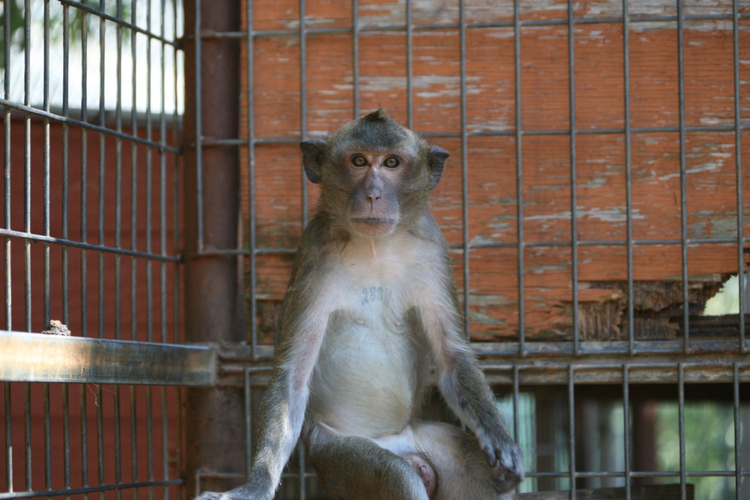 1 COPY LEFT- Hungry Monkey Vegan Cookbook - Benefits Rescued Monkeys