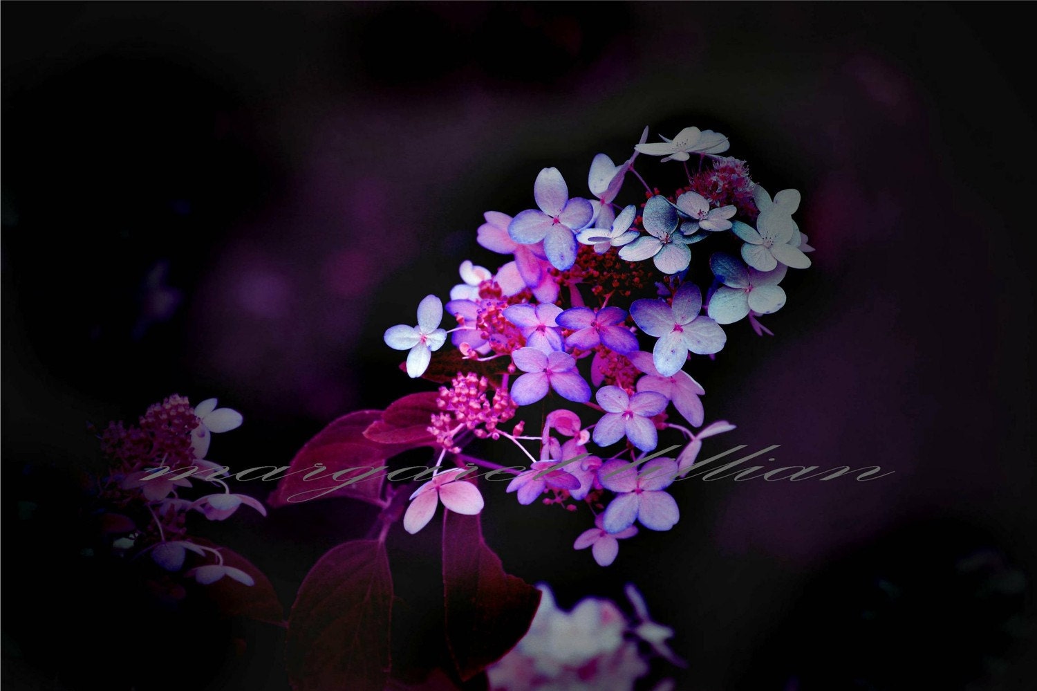 A Dark Flower - 4X6 Fine Art Photograph - margaretlillian