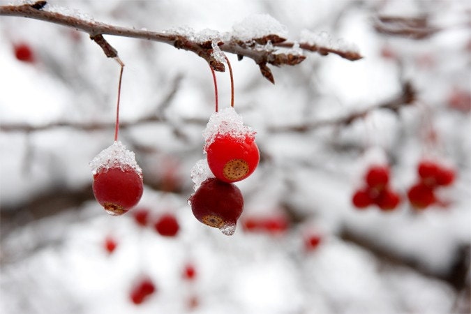Chill Berries - 8.5x11 Fine Art Photograph