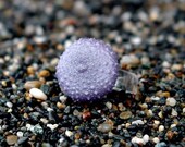 Sea Urchin Ring Resin Ring Modern Beach Jewelry Sea Shell Jewelry