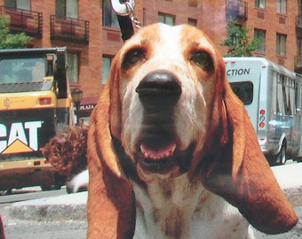 Rhonda the sophisticated Basset Hound from NYC Blank Photo card