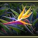 Photograph Bird of Paradise Blank Greeting Card