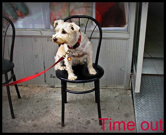 Photograph Card NYC Dog on a time out