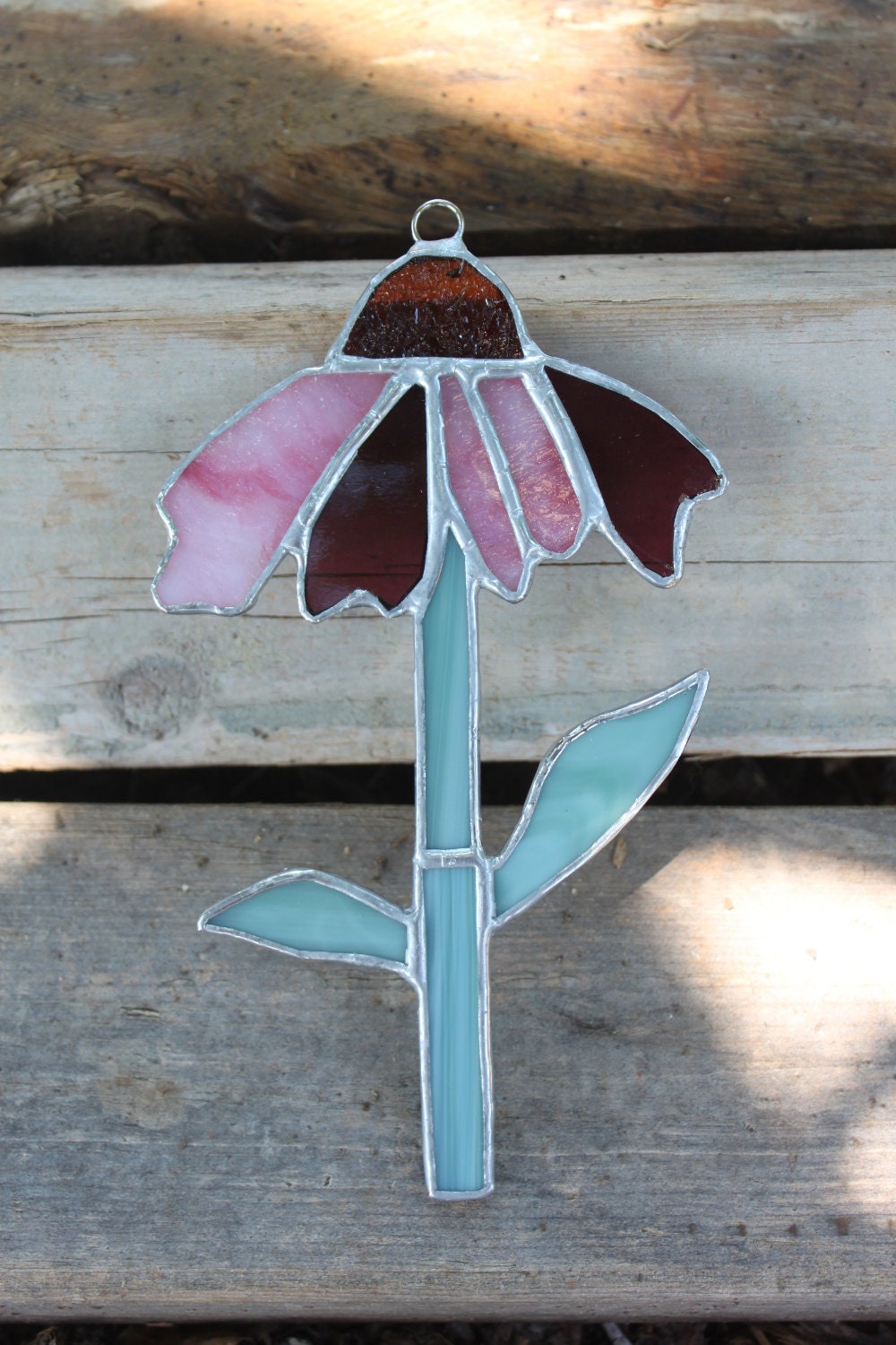 A Pink Coneflower