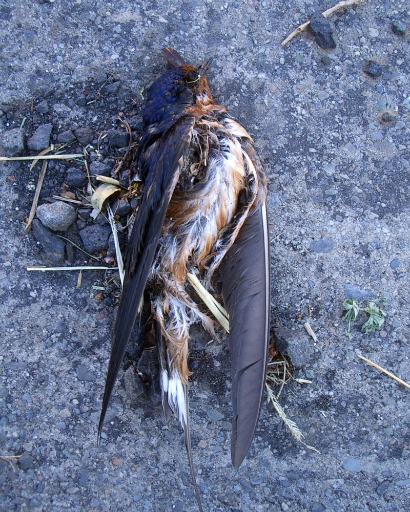 Bird Watching, Bird 9 8X10 photography print nature dead birds