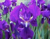 x12 Bearded Iris organic rhizome bulbs Twilight Purple